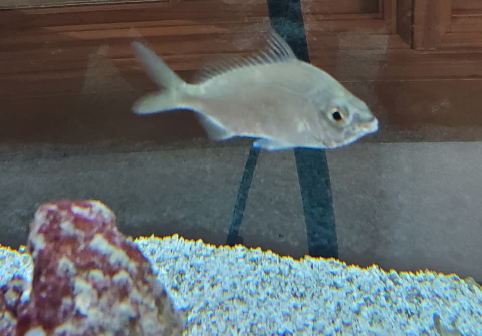 ภาพประกอบของ ปลา havana (Eucinostomus havana)