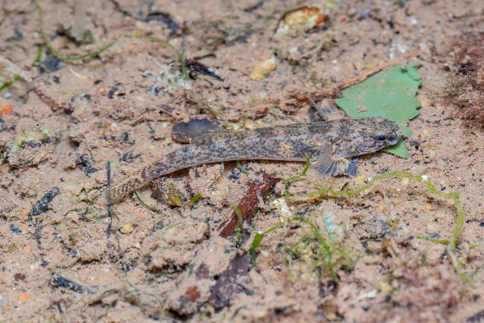 ภาพ ปลาบู่ปากกว้าง (Eugnathogobius illotus)