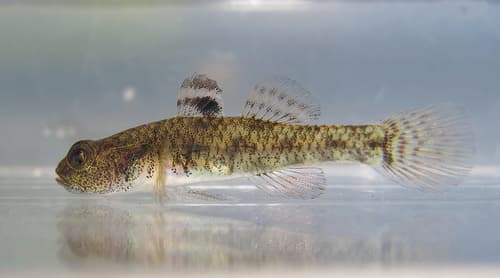 ภาพ ปลาบู่ปากกว้างสยาม (Eugnathogobius siamensis)