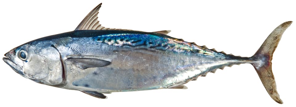 ภาพประกอบของ ปลา alletteratus (Euthynnus alletteratus)