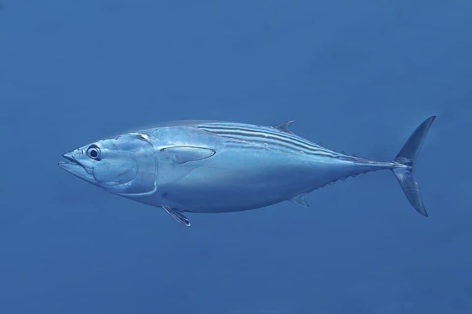 ภาพประกอบของ ปลา lineatus (Euthynnus lineatus)
