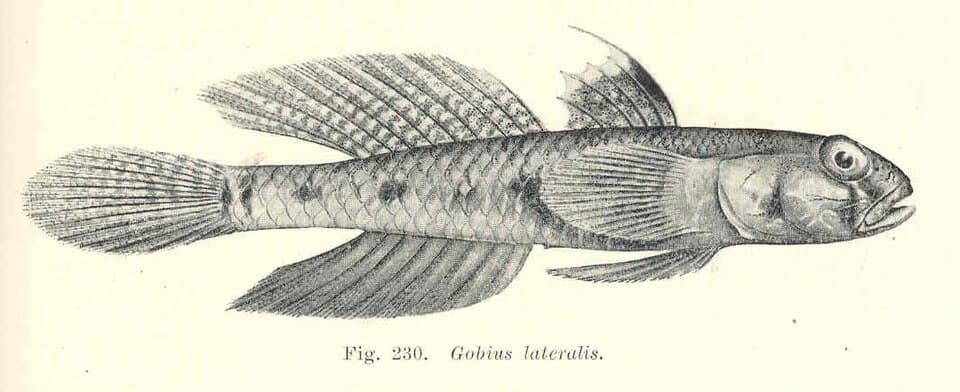 ภาพประกอบของ ปลาบู่บู่ (Favonigobius lateralis)