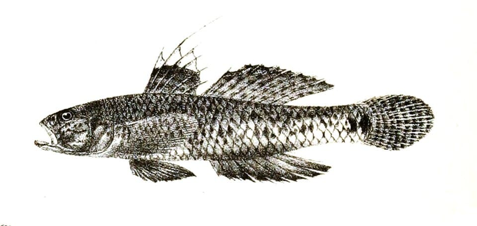 ภาพประกอบของ ปลาบู่แปซิฟิกพื้นทรายบู่ (Favonigobius reichei)