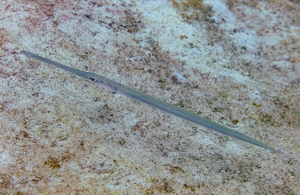 ภาพประกอบของ ปลา commersonii (Fistularia commersonii)
