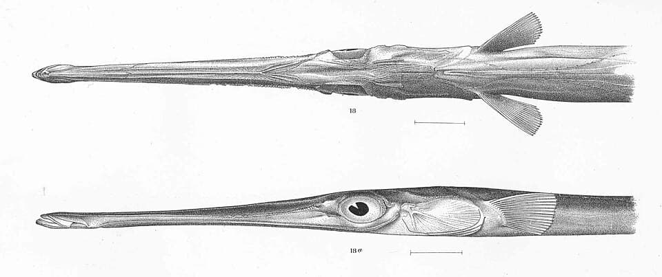 ภาพประกอบของ ปลา corneta (Fistularia corneta)