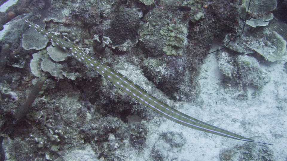 ภาพประกอบของ ปลา tabacaria (Fistularia tabacaria)
