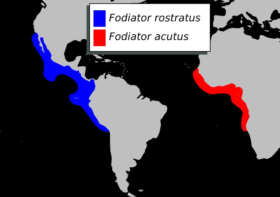 ภาพประกอบของ ปลา rostratus (Fodiator rostratus)