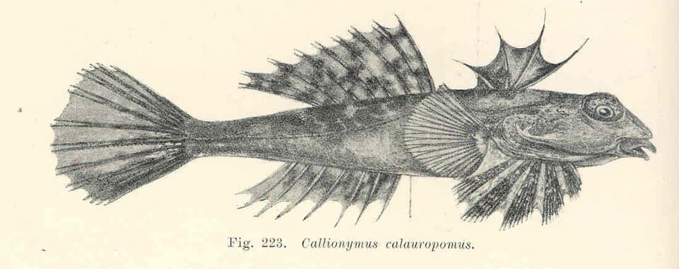 ภาพประกอบของ ปลามังกรน้อยลายด่าง (Foetorepus calauropomus)