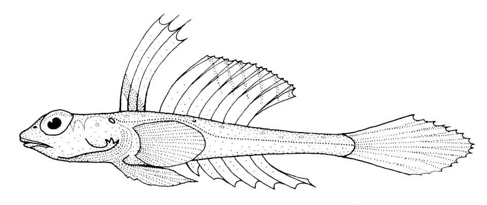 ภาพประกอบของ ปลามังกรน้อย phasis (Foetorepus phasis)