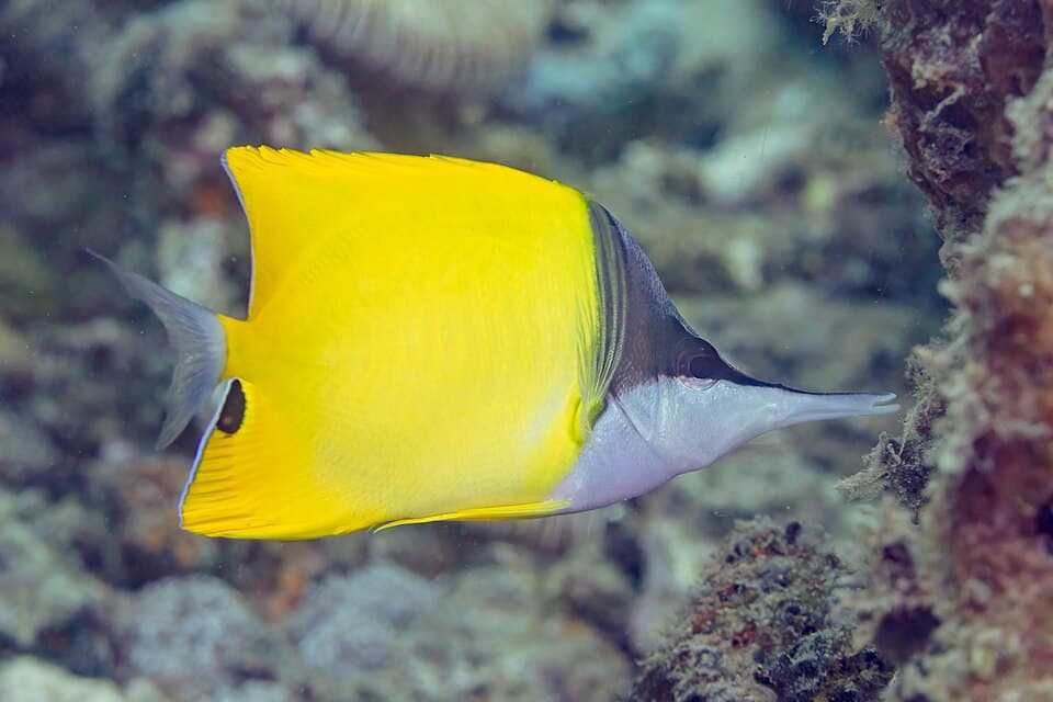 ภาพประกอบของ ปลาผีเสื้อปากคีมเหลือง (Forcipiger flavissimus)