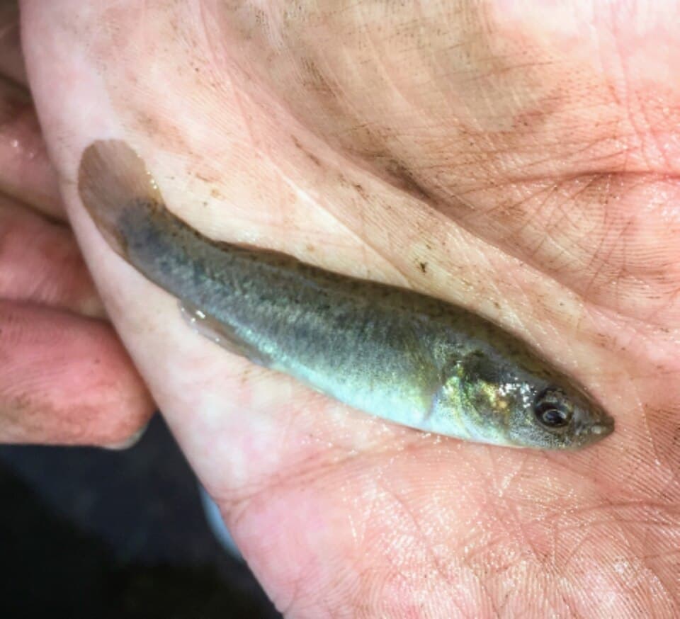 ภาพประกอบของ ปลา jenkinsi (Fundulus jenkinsi)