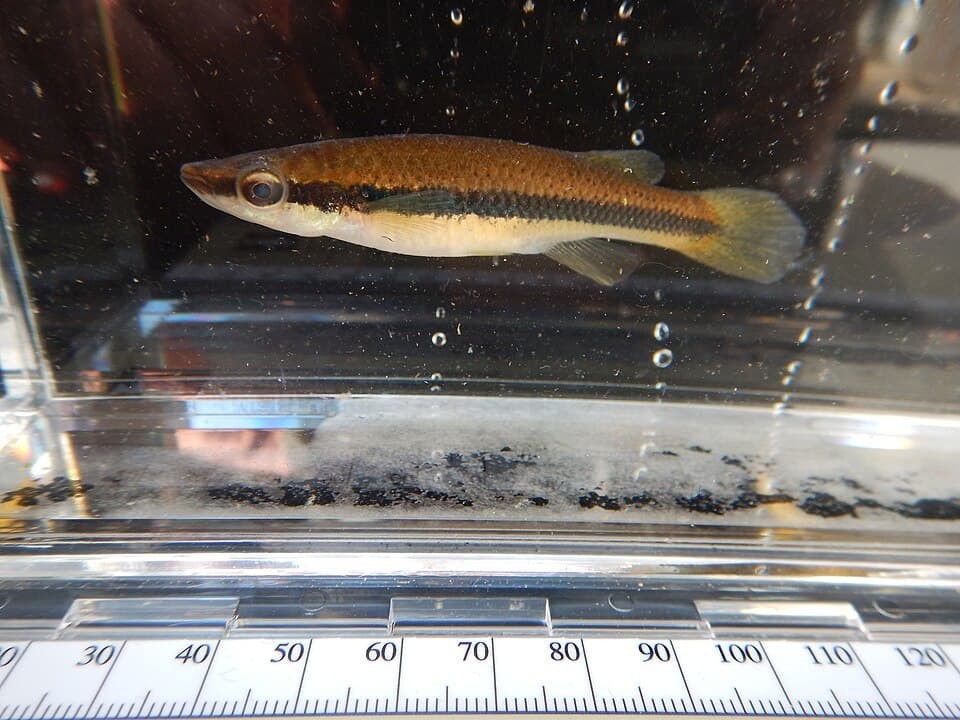 ภาพประกอบของ ปลา notatus (Fundulus notatus)