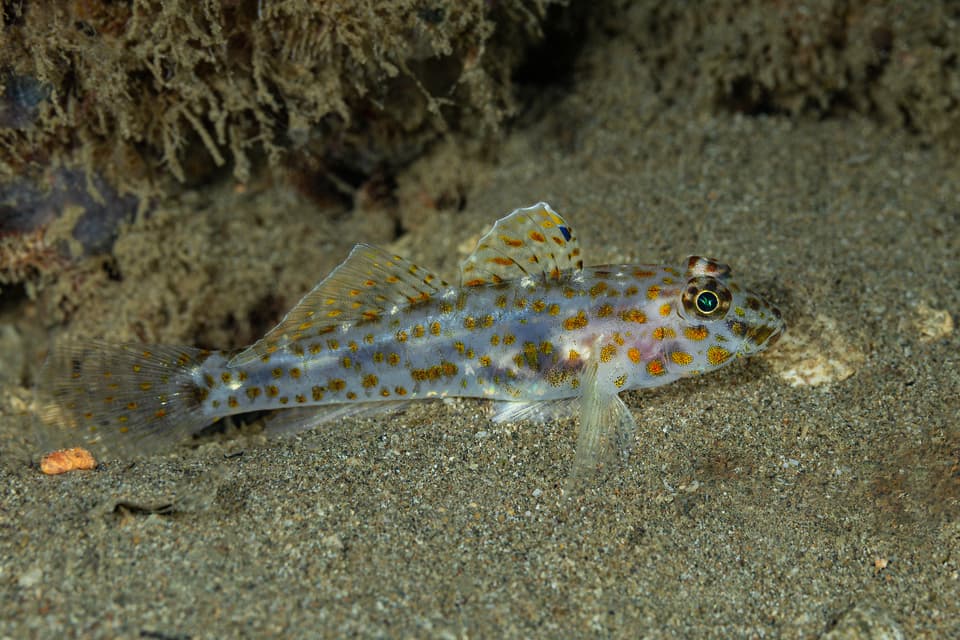 ภาพประกอบของ ปลาบู่ maximus (Fusigobius maximus)