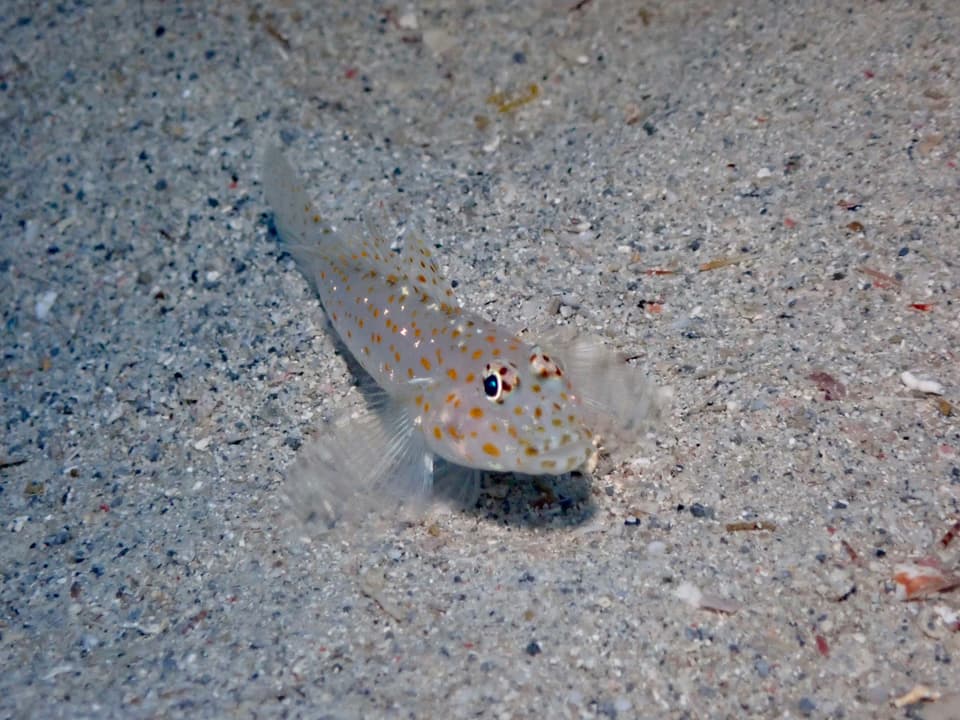 ภาพประกอบของ ปลาบู่ซีด (Fusigobius pallidus)