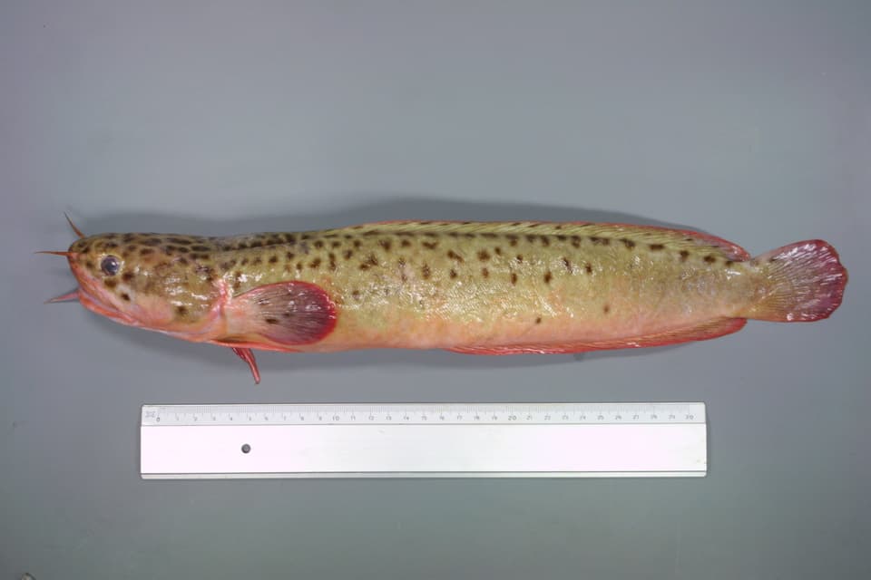 ภาพประกอบของ ปลา vulgaris (Gaidropsarus vulgaris)