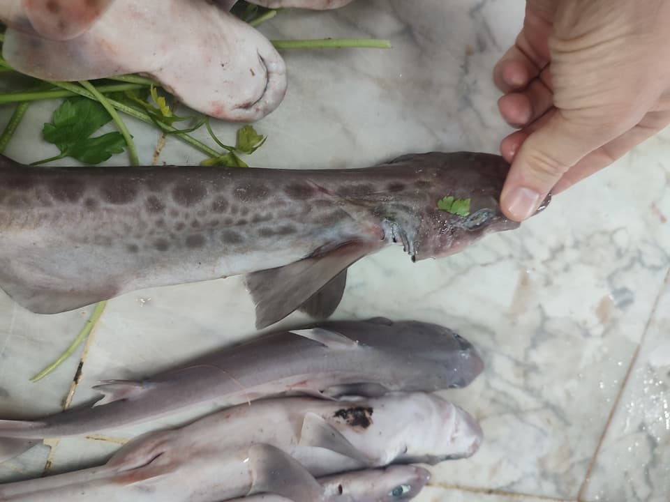ภาพประกอบของ ปลา melastomus (Galeus melastomus)