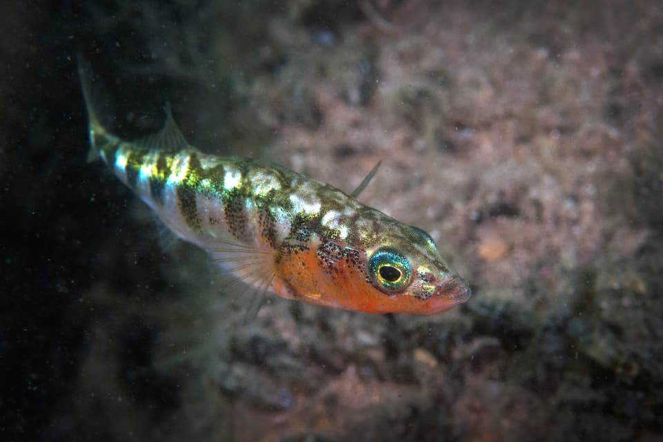 ภาพประกอบของ ปลา aculeatus (Gasterosteus aculeatus)