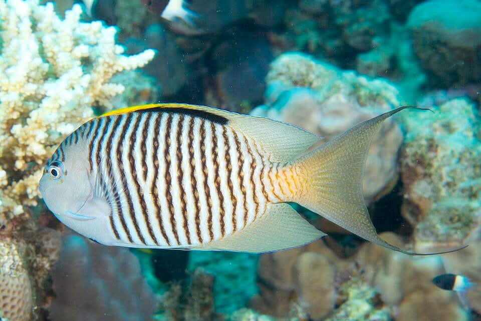 ภาพ ปลาสินสมุทรครีบยาว caudovittatus (Genicanthus caudovittatus)