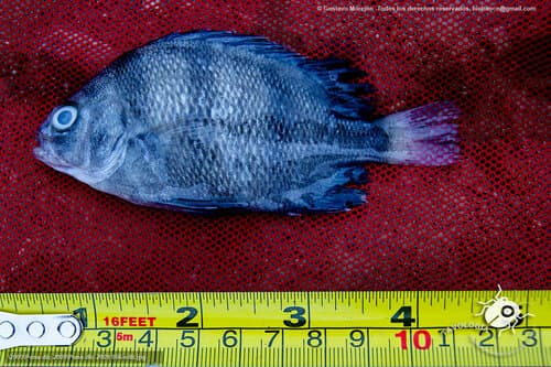 ภาพประกอบของ ปลาสร้อยนกเขา pacifici (Genyatremus pacifici)