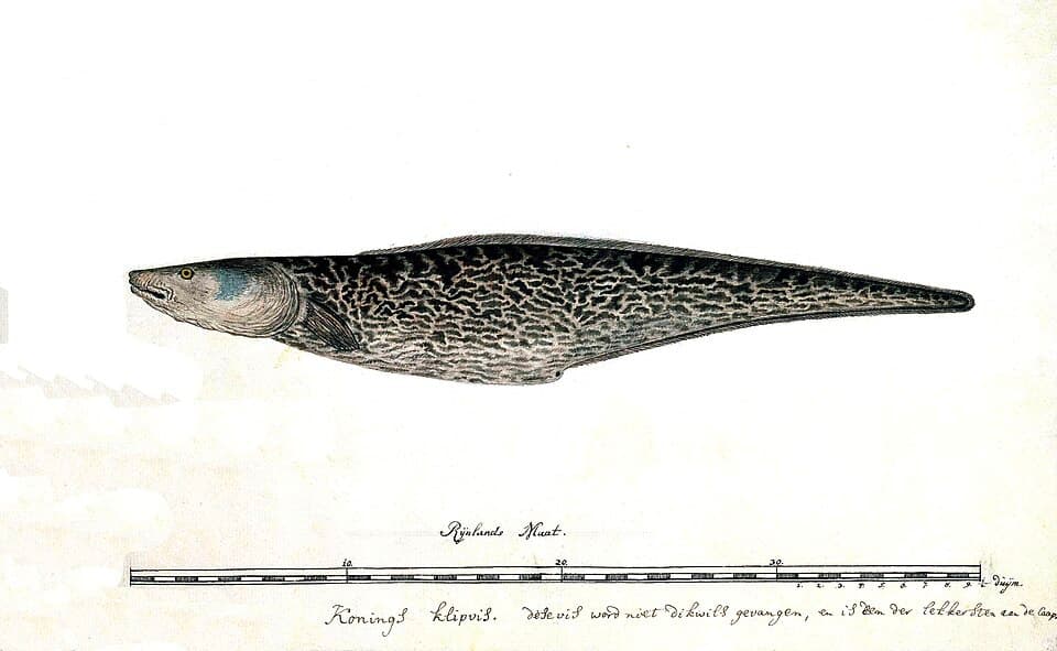 ภาพประกอบของ ปลา capensis (Genypterus capensis)