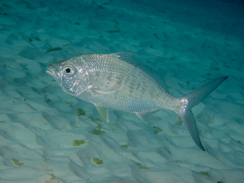 ภาพประกอบของ ปลา cinereus (Gerres cinereus)