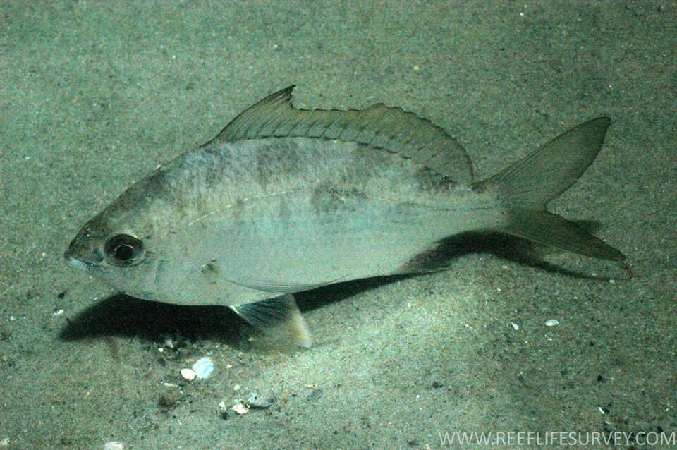 ภาพประกอบของ ปลา subfasciatus (Gerres subfasciatus)