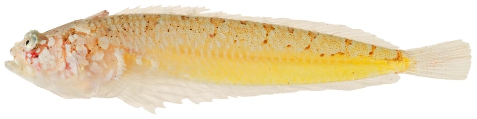 ภาพประกอบของ ปลา uranidea (Gillellus uranidea)
