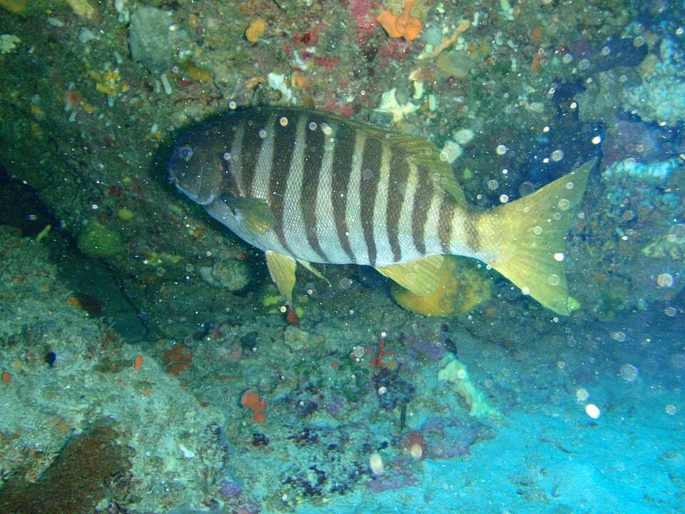 ภาพประกอบของ ปลา zebra (Girella zebra)