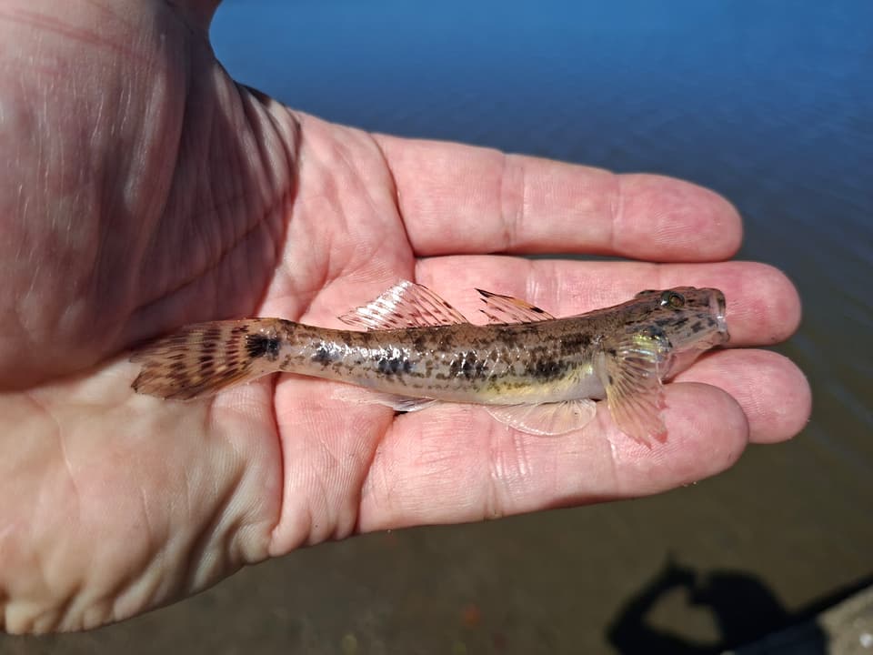 ภาพ ปลาบู่หิน (Glossogobius callidus)