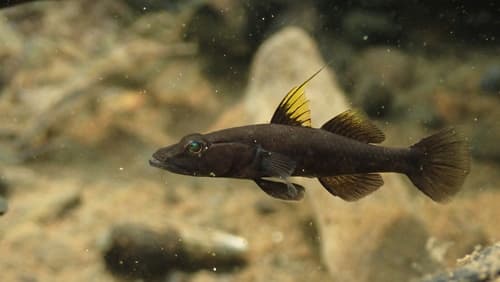 ภาพประกอบของ ปลาบู่ flavipinnis (Glossogobius flavipinnis)