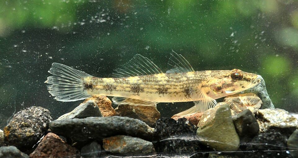 ภาพ ปลาบู่จักรพรรดิ์ (Glossogobius giuris)