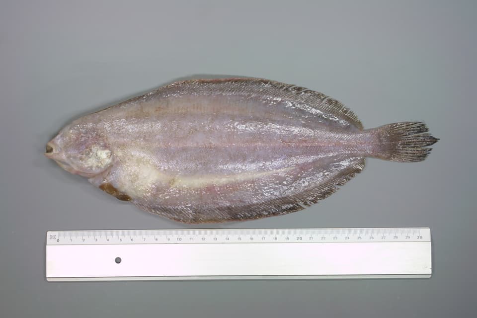 ภาพประกอบของ ปลา cynoglossus (Glyptocephalus cynoglossus)