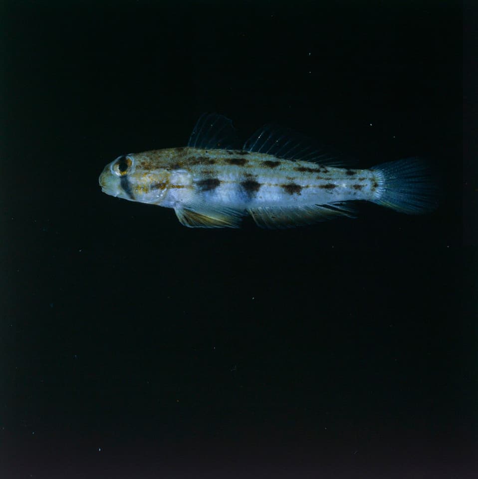ภาพประกอบของ ปลาบู่บู่ (Gnatholepis pascuensis)