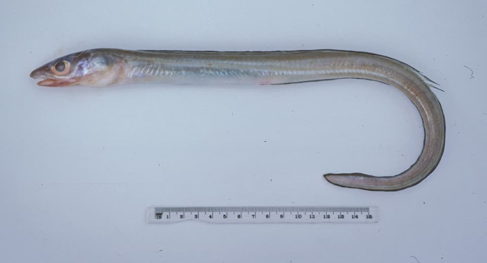 ภาพประกอบของ ปลา umbrellabius (Gnathophis umbrellabius)