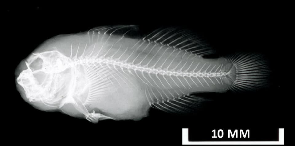 ภาพประกอบของ ปลาบู่ปะการังดำ (Gobiodon ater)