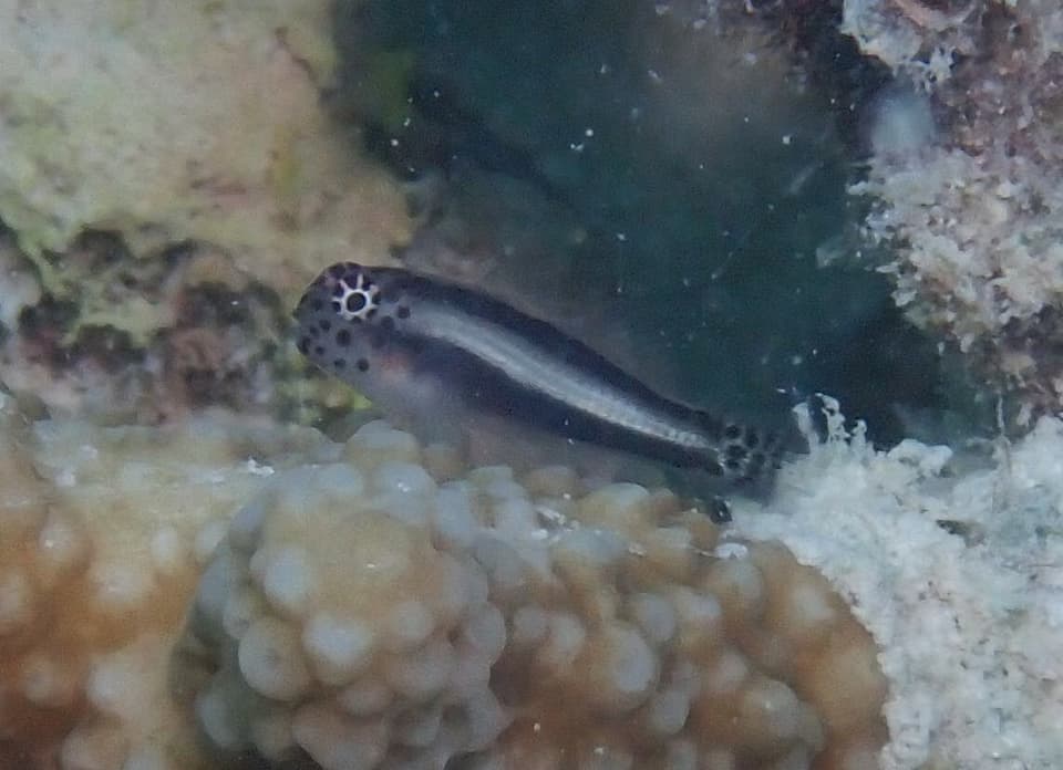ภาพประกอบของ ปลาบู่ปะการังปะการังบู่ (Gobiodon ceramensis)