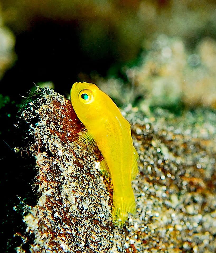 ภาพ ปลาบู่เหลืองปะการัง (Gobiodon okinawae)