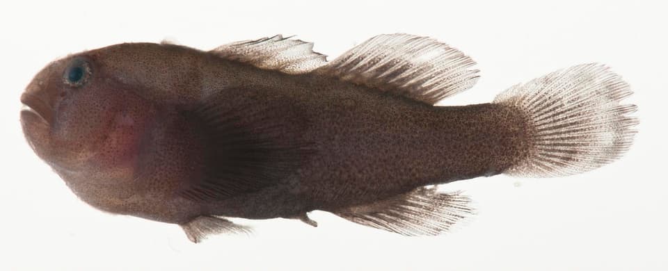 ภาพประกอบของ ปลาบู่ปะการัง unicolor (Gobiodon unicolor)
