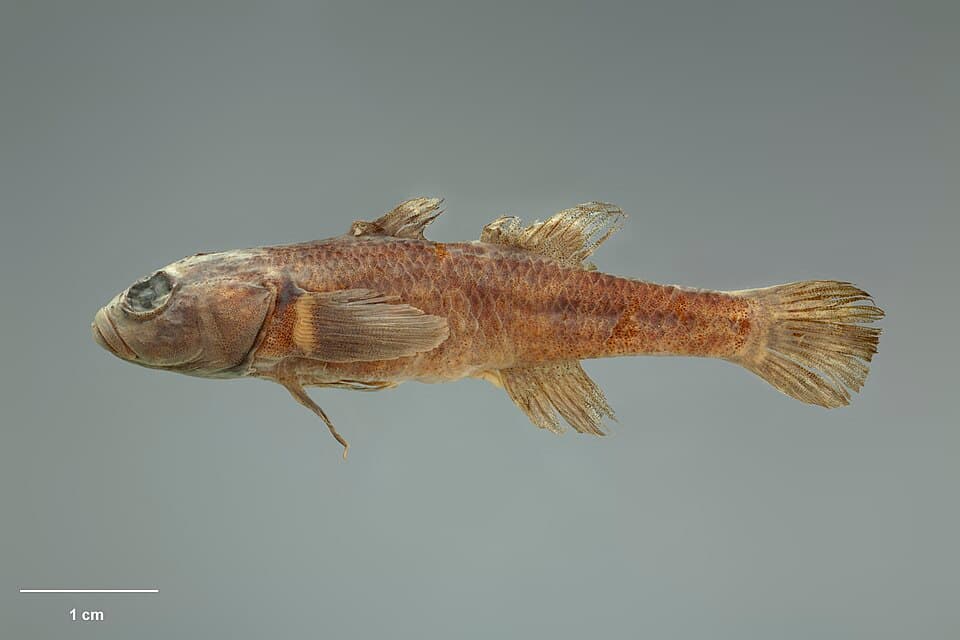 ภาพประกอบของ ปลา alpinus (Gobiomorphus alpinus)