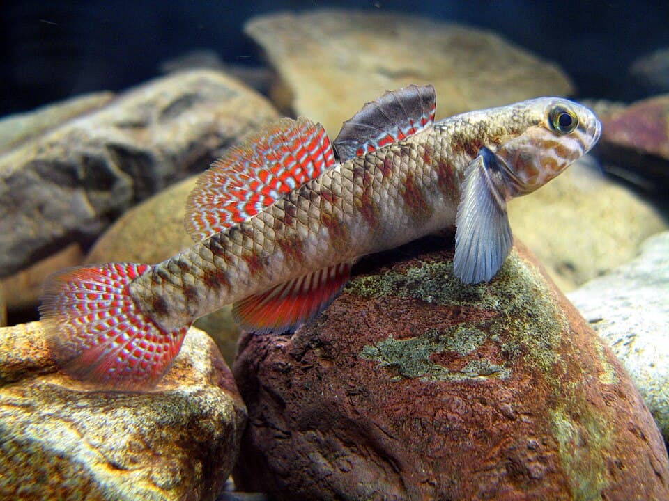 ภาพประกอบของ ปลา huttoni (Gobiomorphus huttoni)