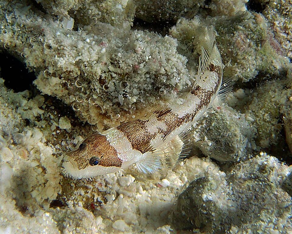 ภาพประกอบของ ปลาบู่ arenaria (Gobiopsis arenaria)