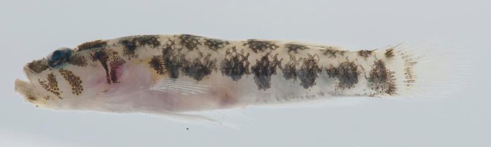 ภาพประกอบของ ปลาบู่ exigua (Gobiopsis exigua)