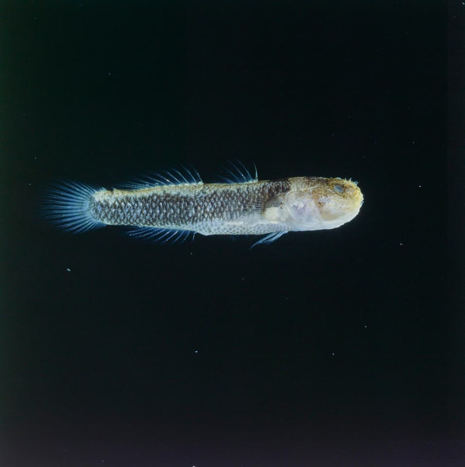 ภาพประกอบของ ปลาบู่ลายเส้น (Gobiopsis malekulae)