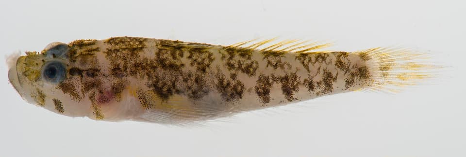 ภาพประกอบของ ปลาบู่ springeri (Gobiopsis springeri)
