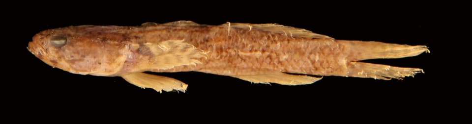 ภาพประกอบของ ปลาบู่ woodsi (Gobiopsis woodsi)