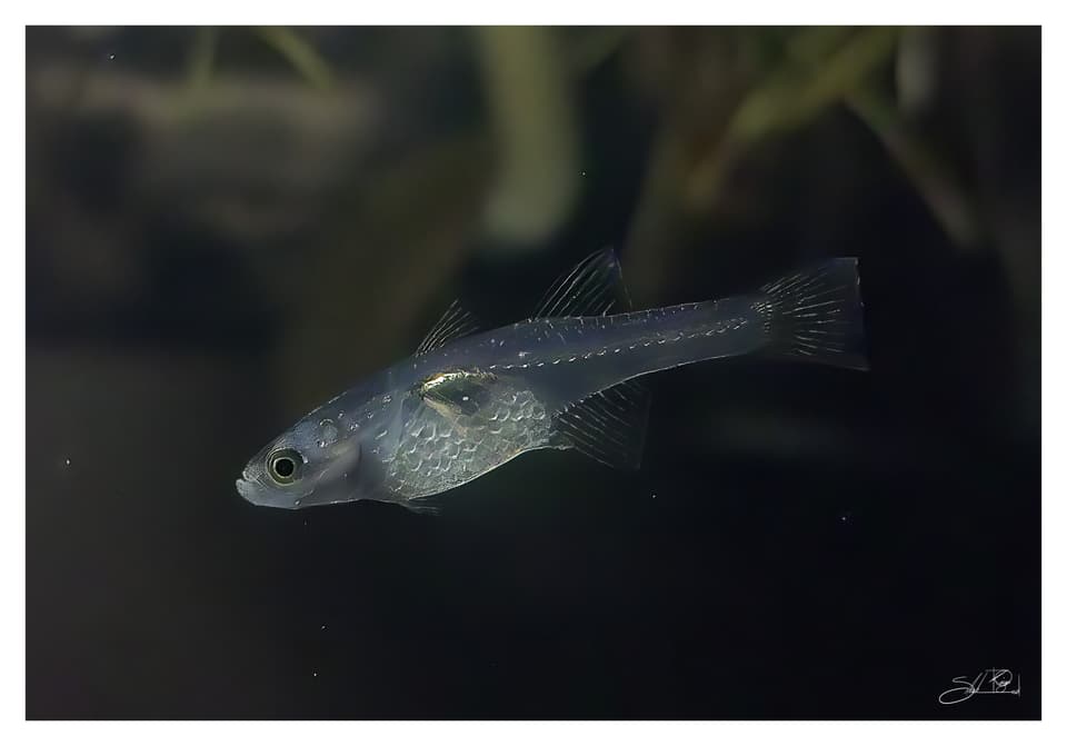 ภาพ ปลาบู่ใส (Gobiopterus chuno)