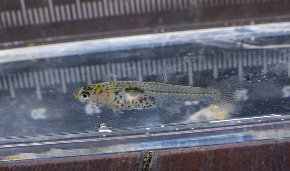 ภาพประกอบของ ปลาบู่ macrolepis (Gobiopterus macrolepis)