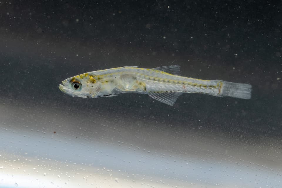 ภาพประกอบของ ปลาบู่บู่ (Gobiopterus semivestitus)