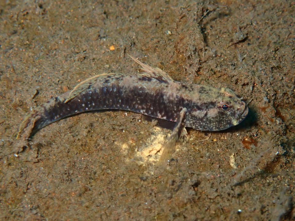 ภาพประกอบของ ปลาบู่กุ้งบู่ (Gobius bontii)