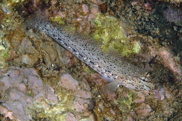 ภาพประกอบของ ปลาบู่บู่ (Gobius incognitus)